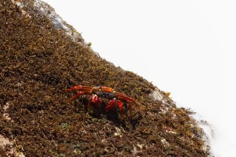 Crab Stock Photos