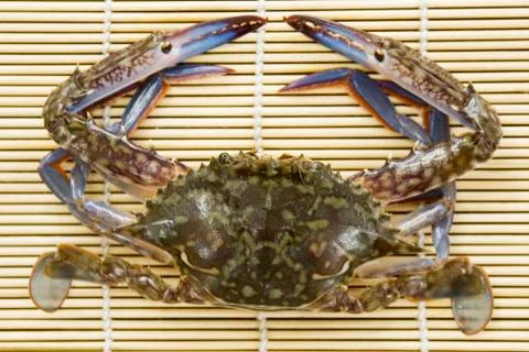 Crab Foto stock