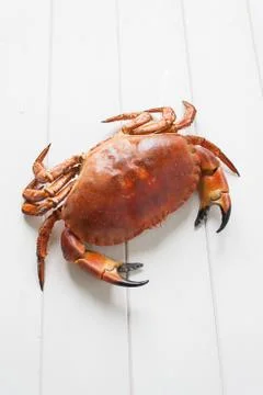 Crab Stock Photos