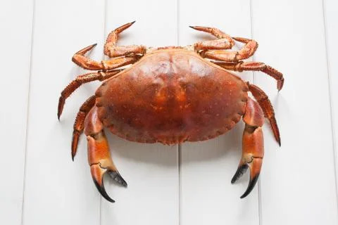 Crab Stock Photos