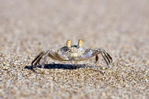Crab Stock-Fotos
