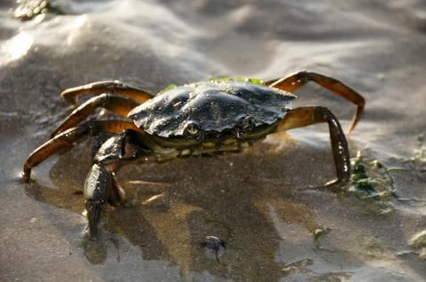 Crab Stock Photos