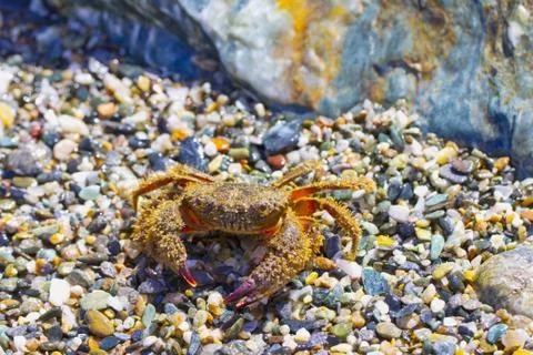 Crab Foto stock