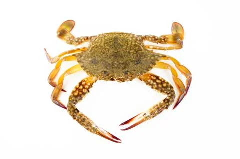 Crab Stock Photos