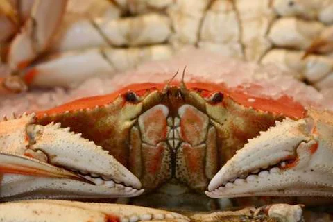 Crab Stock Photos