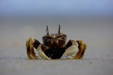 Crab Foto stock