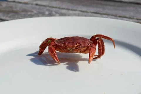 Crab Stock Photos