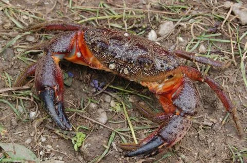 Crab Stock Photos