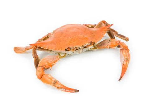 Crab Stock Photos
