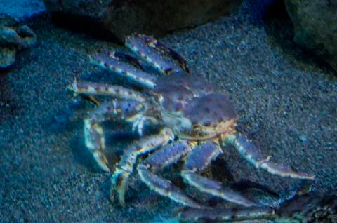 Crab Stock Photos