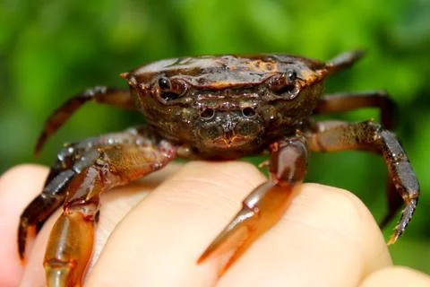 Crab Stock Photos
