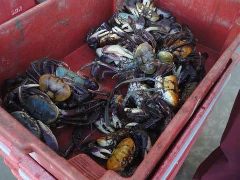 Crab Stock Photos