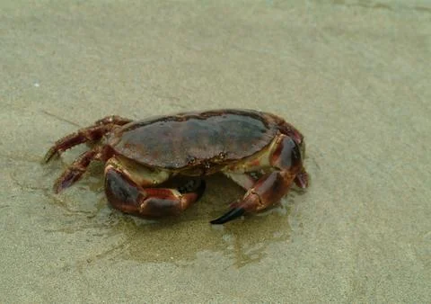 Crab Stock Photos