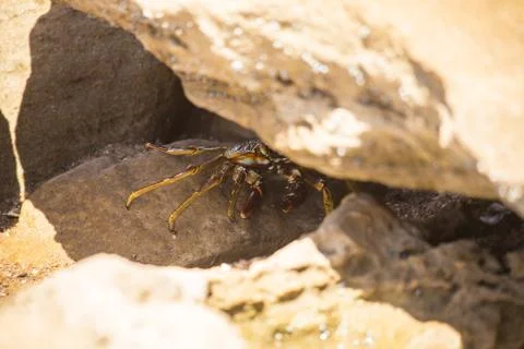 Crab Stock Photos