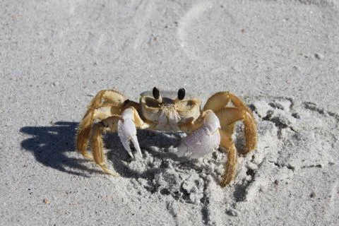 Crab Stock Photos