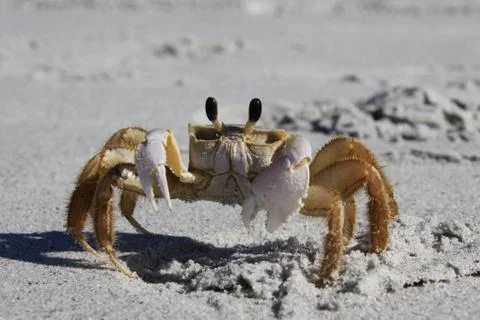 Crab Stock Photos