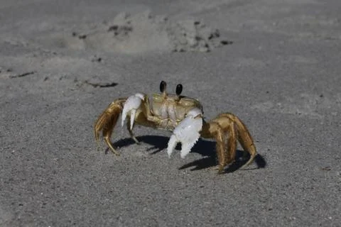 Crab Stock Photos