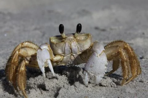 Crab Stock Photos