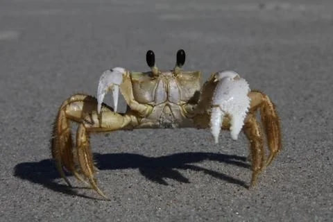 Crab Stock Photos