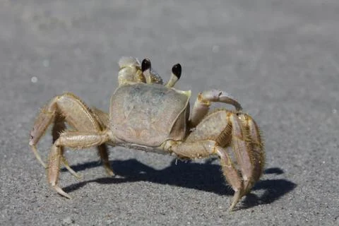 Crab Stock Photos