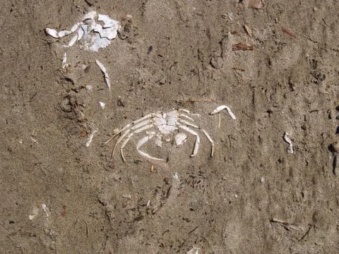 Crab Stock Photos