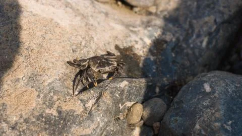 Crab Stock Photos