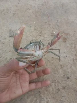 Crab Stock Photos