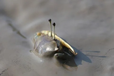Crab Foto stock