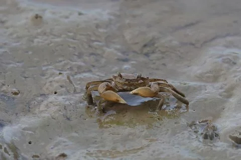Crab Stock Photos