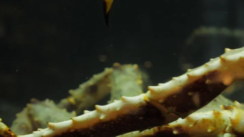 Crab pin Stock Footage 89968335