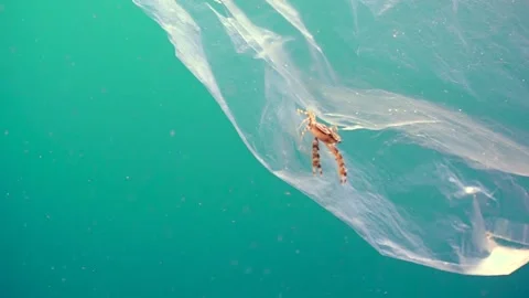 Crab on plastic bag in the ocean Stock Footage 158201702
