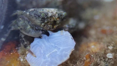 Crab playing with dead crab shell during low tide at night, Eilat, Israel Stock Footage 123888685
