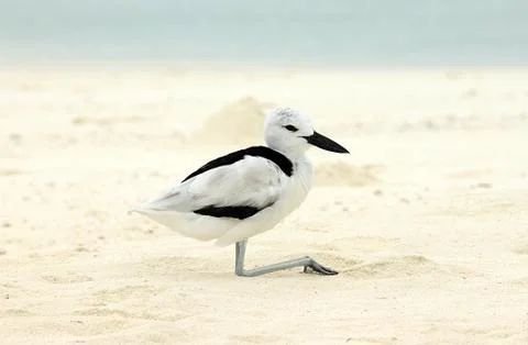 Crab plover Foto stock