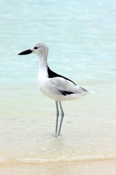 Crab plover Stock Photos
