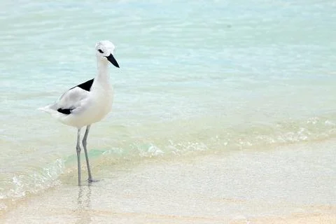 Crab plover Stock Photos