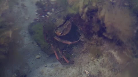 Crab in a pool in the sea 01 Vídeo Stock 303226662