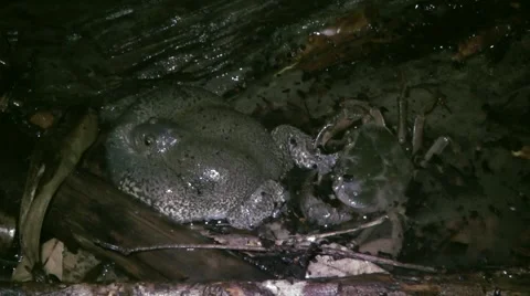 Crab predating frog, Cambodia Stock-Footage 64803019
