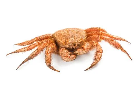 Crab quadrangular hairy or red crab isolated on white Stockfoto's