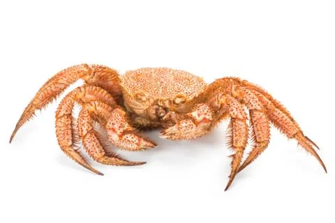 Crab quadrangular hairy or red crab isolated on white Stock Photos
