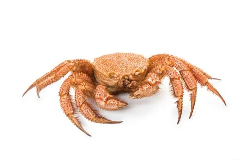 Crab quadrangular hairy or red crab isolated on white Stockfoto's