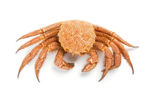 Crab quadrangular hairy or red crab isolated on white Stockfoto's