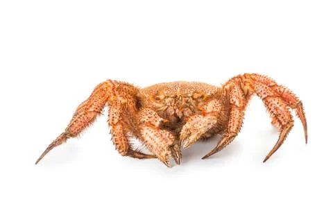 Crab quadrangular hairy or red crab isolated on white Stockfoto's