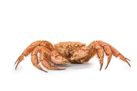 Crab quadrangular hairy or red crab isolated on white Stockfoto's