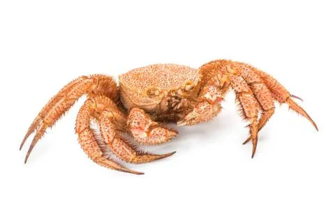 Crab quadrangular hairy or red crab isolated on white Stockfoto's