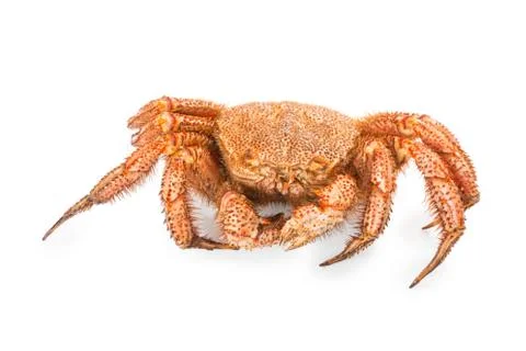 Crab quadrangular hairy or red crab isolated on white Stockfoto's