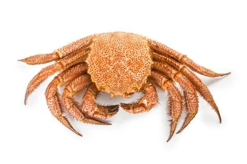 Crab quadrangular hairy or red crab isolated on white Stockfoto's