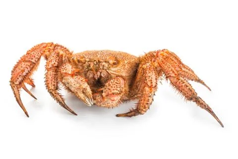 Crab quadrangular hairy or red crab isolated on white Foto stock