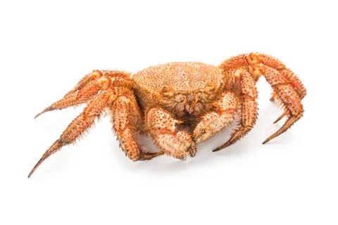 Crab quadrangular hairy or red crab isolated on white Stockfoto's