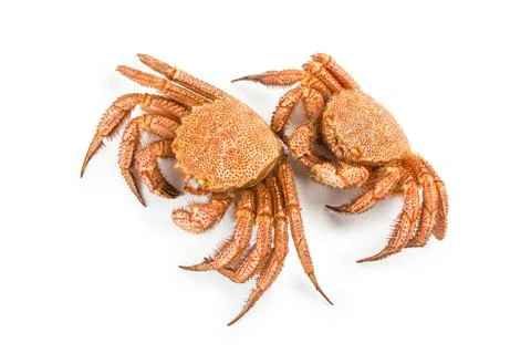 Crab quadrangular hairy or red crab isolated on white Stockfoto's