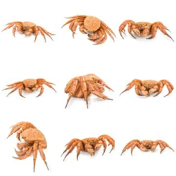 Crab quadrangular hairy or red crab isolated on white Stockfoto's